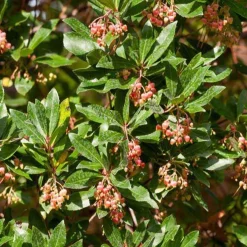 Arbousier Rubra - Fleurs et fruits en même temps