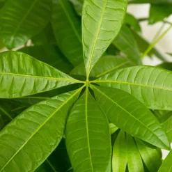 Arbre à argent Pachira aquatica tige tressé - La déco qui porte chance