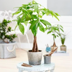 Arbre à argent Pachira aquatica - La déco porte-bonheur
