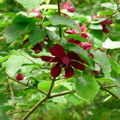 Arbre aux anémones Hartlage Wine - Des fleurs uniques tout l'été