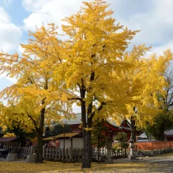 Arbre aux 40 écus - Ginkgo biloba - L'or au jardin en automne