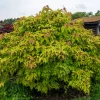 Arbre aux faisans Golden Lanterns - Feuillage doré, fleurs surprenantes