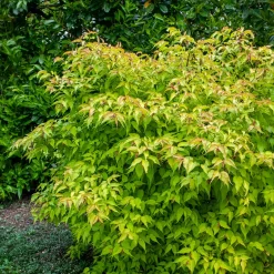 Arbre aux faisans Golden Lanterns - Feuillage doré, fleurs surprenantes