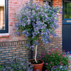 Arbre aux gentianes - Fleurs violettes tout l'été