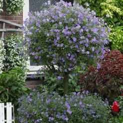 Arbre aux gentianes - Fleurs violettes tout l'été