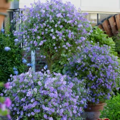 Arbre aux gentianes - Fleurs violettes tout l'été
