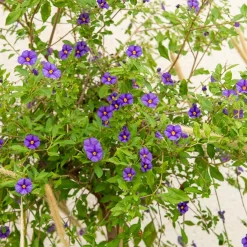 Arbre aux gentianes - Fleurs violettes tout l'été