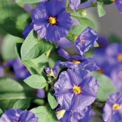 Arbre aux gentianes - Fleurs violettes tout l'été