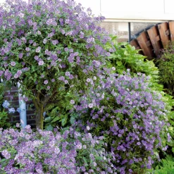 Arbre aux gentianes - Fleurs violettes tout l'été