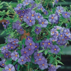 Arbre aux gentianes - Fleurs violettes tout l'été