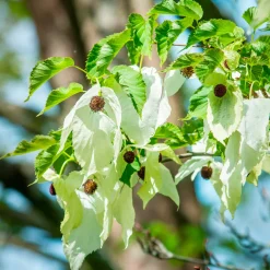 Arbre aux mouchoirs - Des fleurs comme des mouchoirs