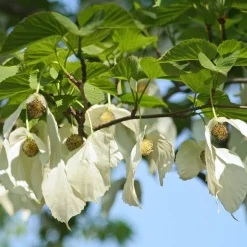 Arbre aux mouchoirs - Des fleurs comme des mouchoirs