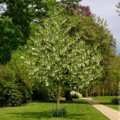 Arbre aux mouchoirs - Des fleurs comme des mouchoirs