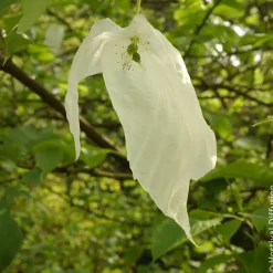 Arbre aux mouchoirs - Des fleurs comme des mouchoirs