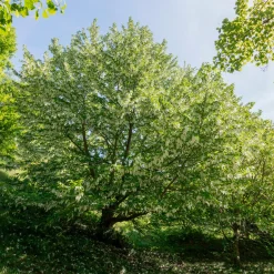 Arbre aux mouchoirs - Des fleurs comme des mouchoirs