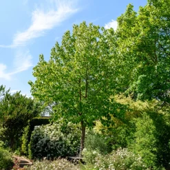 Arbre aux mouchoirs - Des fleurs comme des mouchoirs