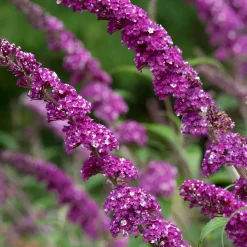 Arbre aux papillons 'Berries & Cream' - Un nuage de papillons chez vous