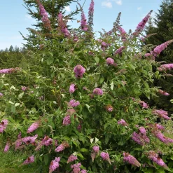 Arbre aux papillons Flower Power - Un nuage de papillons chez vous