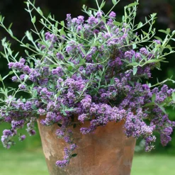 Arbre aux papillons nain 'Unique' - Un balcon plein de papillons