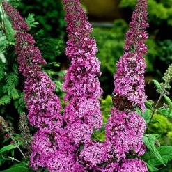 Arbre aux papillons 'Pink Delight' - Un nuage rose plein de papillons