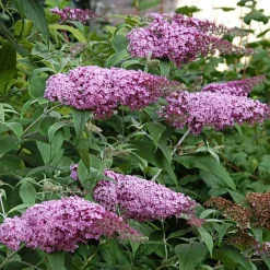 Arbre aux papillons 'Pink Delight' - Un nuage rose plein de papillons