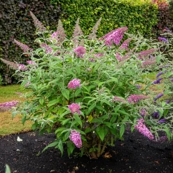Arbre aux papillons 'Pink Delight' - Un nuage rose plein de papillons