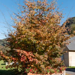 Arbre de fer - Le feu d'automne au jardin