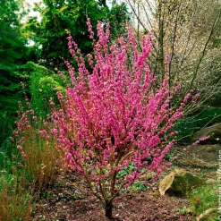 Arbre de Judée de Chine Avondale - Une explosion rose au printemps