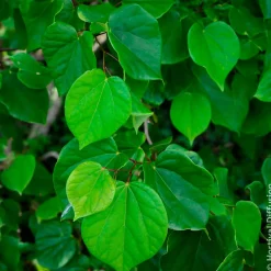 Arbre de Judée de Chine Avondale - Une explosion rose au printemps