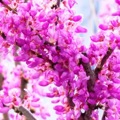 Arbre de Judée - Un nuage rose au printemps