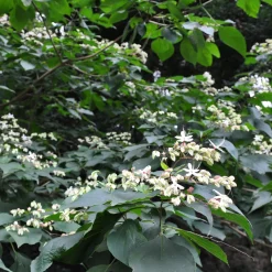 Arbre du clergé - Fleurs parfumées et baies bleues