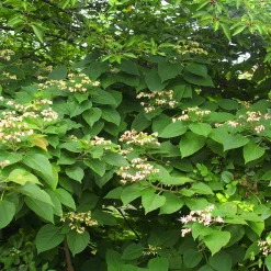 Arbre du clergé - Fleurs parfumées et baies bleues