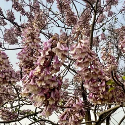 Arbre impérial - Paulownia de Fortune - Ombre XXL en un été