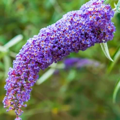 Arbre à papillons Dreaming Lavender - Un nuage de papillons chez vous
