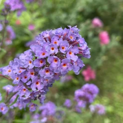 Arbre à papillons Dreaming Lavender - Un nuage de papillons chez vous