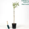 Arbre à papillons 'Empire Blue' - Un nuage bleu plein de papillons