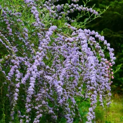 Arbre à papillons à feuilles alternes - Un nuage violet de papillons