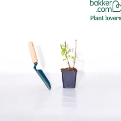 Arbre à papillons Flânerie d'été - Un nuage de papillons chez vous
