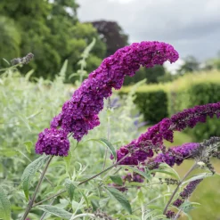 Arbre à papillons 'Royal Red' - Un nuage de papillons chez vous