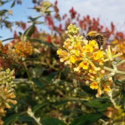 Arbre à papillons Sungold - Des papillons tout l'été