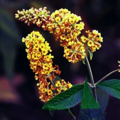 Arbre à papillons Sungold - Des papillons tout l'été