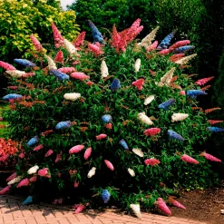 Arbre à papillons 'Tricolor' - Trois couleurs, un nuage de papillons