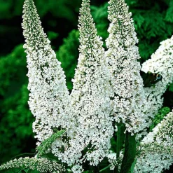Arbre à papillons 'White Profusion' - Un nuage blanc plein de papillons