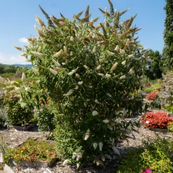 Arbre à papillons 'White Profusion' - Un nuage blanc plein de papillons
