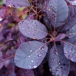 Arbre à perruque pourpre Royal Purple - Un nuage pourpre au jardin