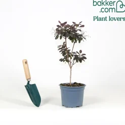 Arbre à perruque pourpre Royal Purple - Un nuage pourpre au jardin