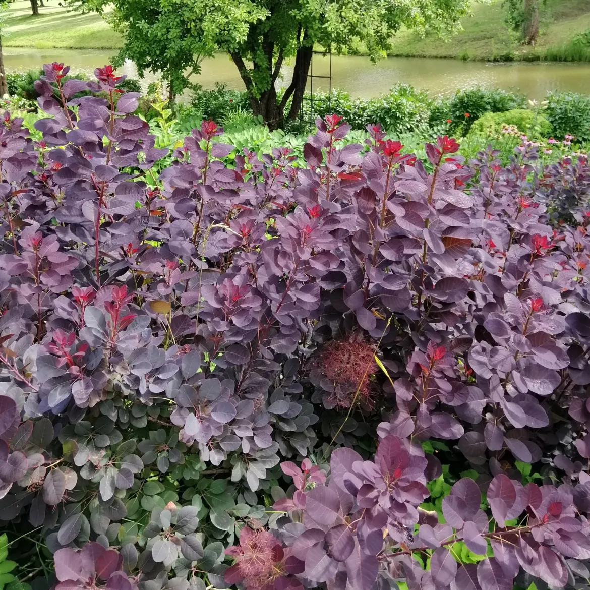 Arbre à perruque pourpre Royal Purple - Un nuage pourpre au jardin