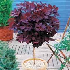 Arbre à perruques 'Royal Purple' sur tige - Feuillage pourpre effet nuage