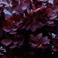 Arbre à perruques 'Royal Purple' sur tige - Feuillage pourpre effet nuage