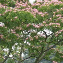 Arbre à soie rose - L'été rose au jardin
